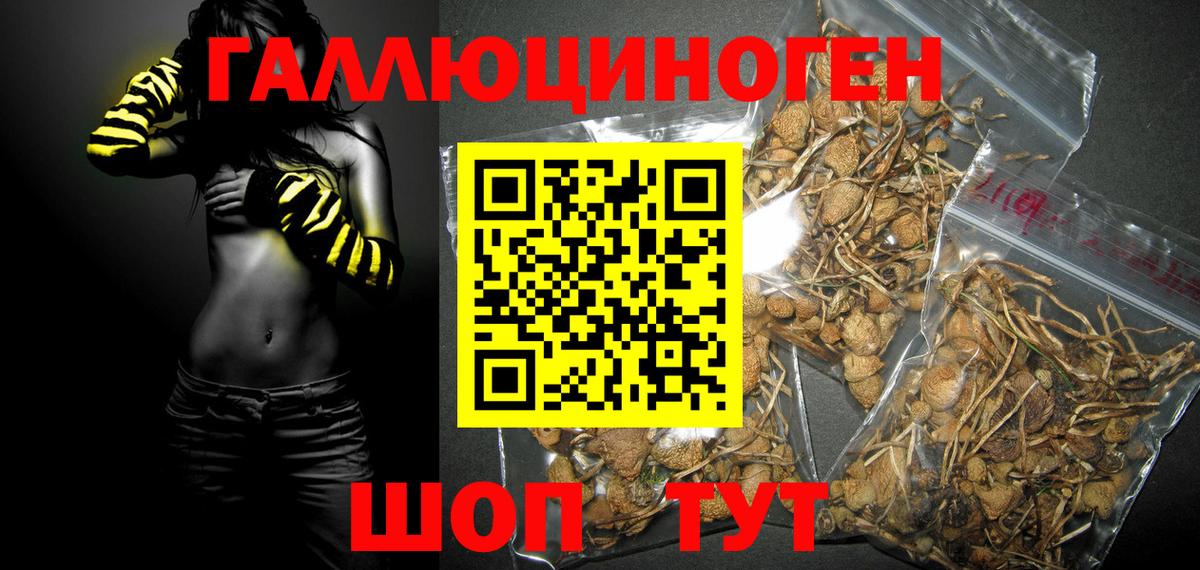 Галлюциногенные грибы Psilocybine cubensis Ивантеевка